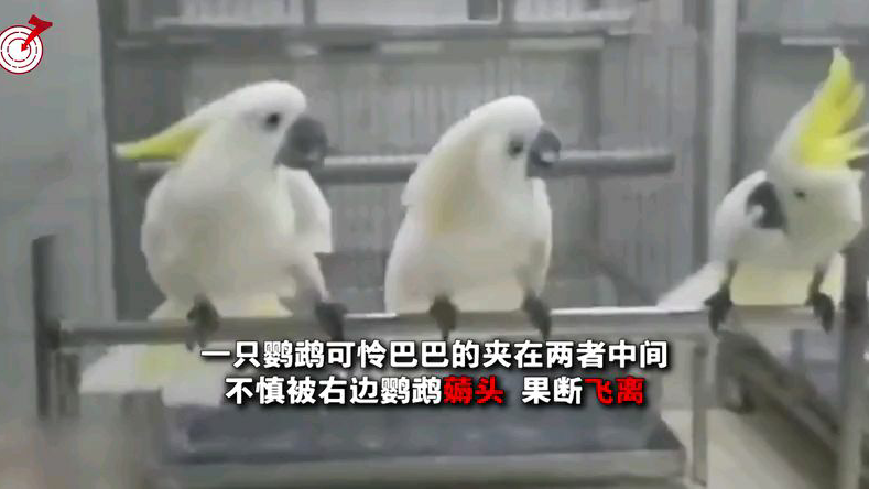中间的那只像不像你啊宝贝